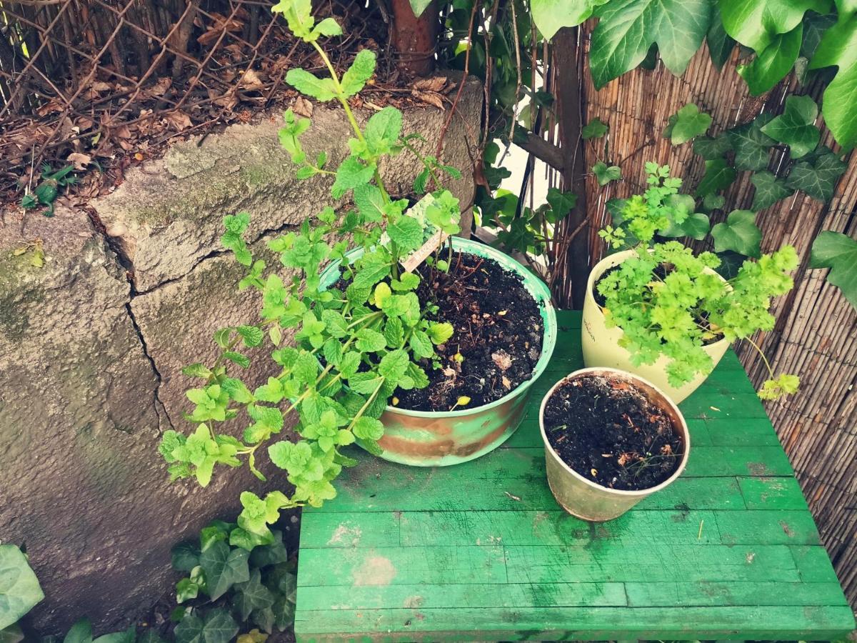 Flat In Historic Villa With Your Own Private Garden, Near City Park Budapest Bagian luar foto